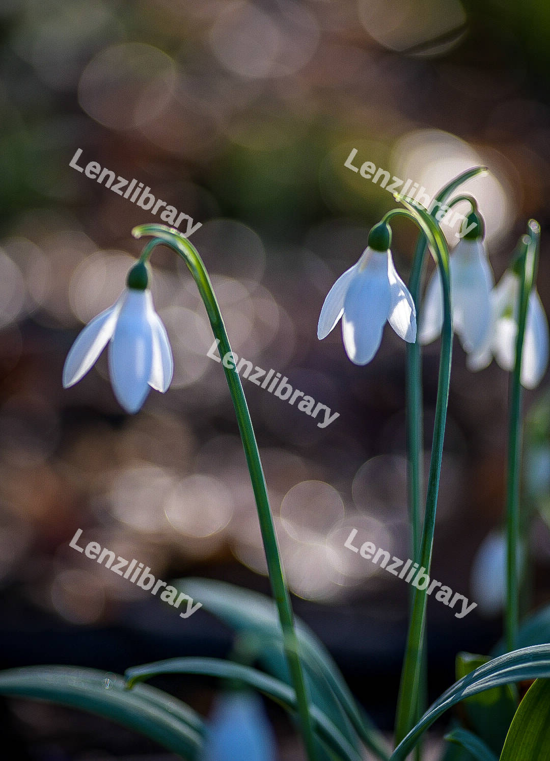 Snowdrop
